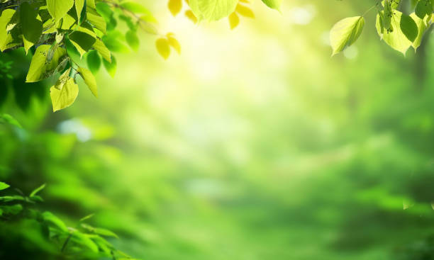 istock Original background image of young tree foliage illuminated by soft rays of the sun. 2195533152
