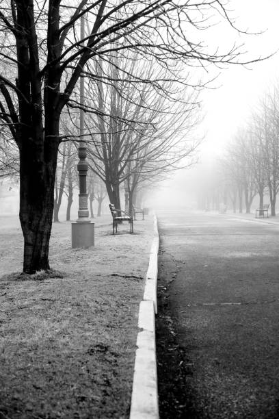 istock A Tranquil Pathway in a Foggy Winter Park 2195533761