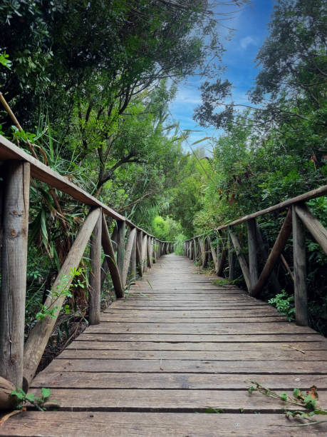 istock Vertical image of a wooden path through the undergrowth 2195534020