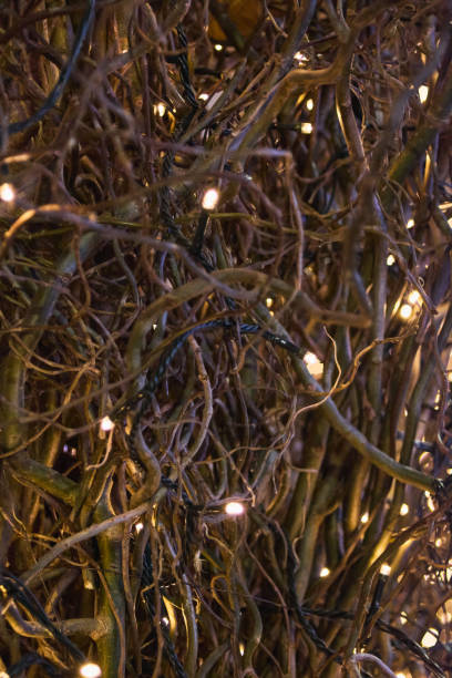 istock Twinkling fairy lights on tangled branches 2195535658