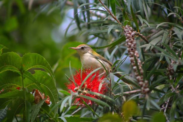 istock Beautiful small Sunbird feeding on Bottlebrushes flower 2195536168
