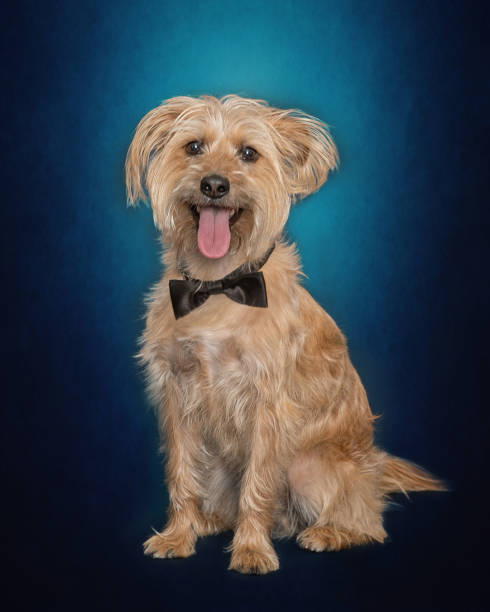 istock spotlight on terrier mix wearing bowtie on blue studio  background 2195538486