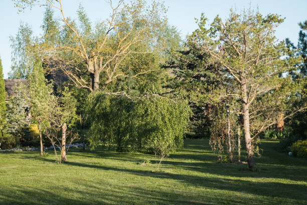 istock Various deciduous and coniferous trees in a spring ornamental garden. 2195538593