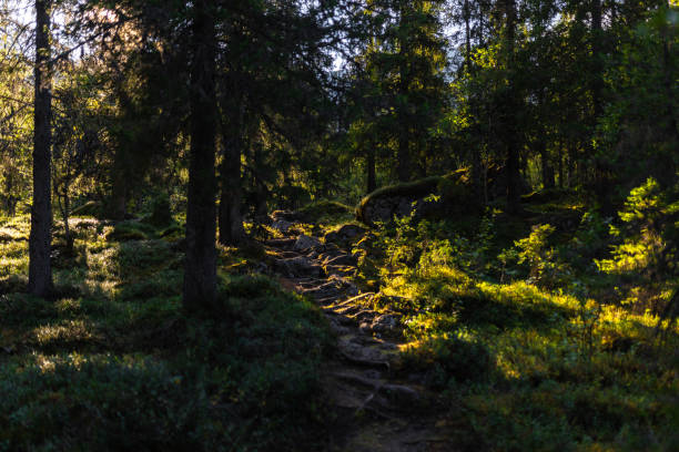 istock Sunlight Streaming Through a Tranquil Woodland Path Illuminating the Forest 2195539859