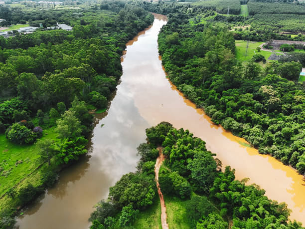 River in forest. Spring. Protection of nature.