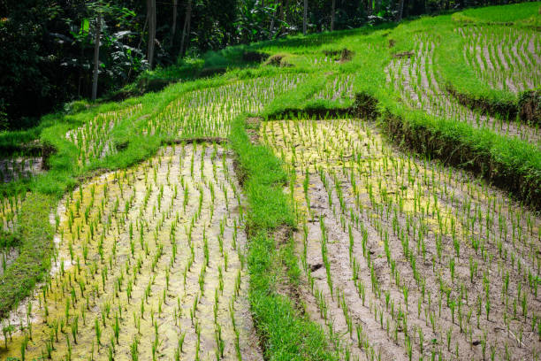 Close-up of rice terraces growing in Bali, Indonesia, showcasing the lush green and gold hues of the rice plants against a backdrop of tropical foliage, creating a serene and picturesque scene
