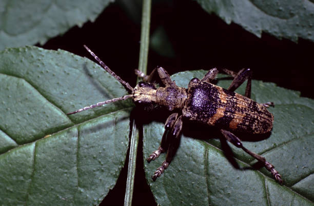 istock Rhagium or longhorn beetle 2195540956