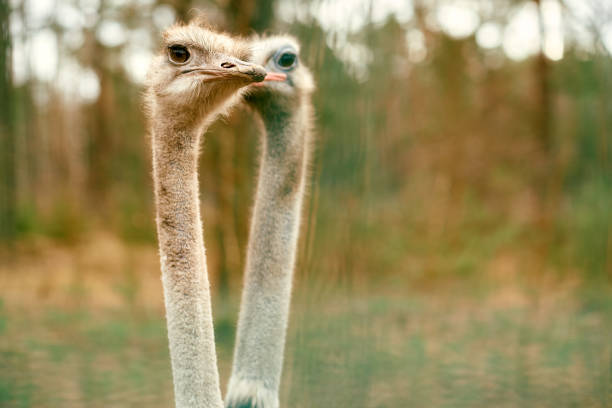 Two ostriches in a serene woodland environment, their elongated necks and curious expressions prominently featured, creating a peaceful wildlife scene..