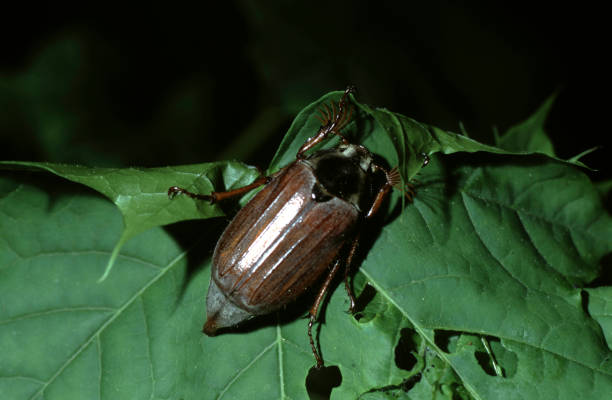 istock Melolontha melolontha or  common cockchafer also Maybug- male beetle 2195542529