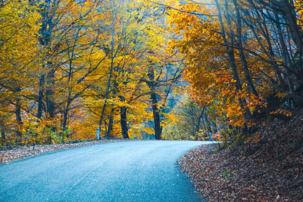 istock beautiful autumn landscape with trees and leaves 2195544041