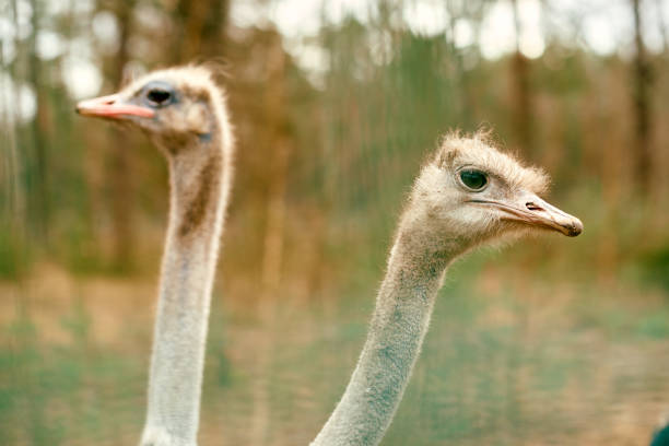 Two ostriches in a natural forest setting, captured with sharp details on their faces and blurred background, showcasing their unique appearance and environment..