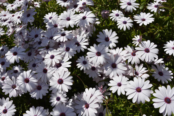 Osteospermum, also known as African Daisy