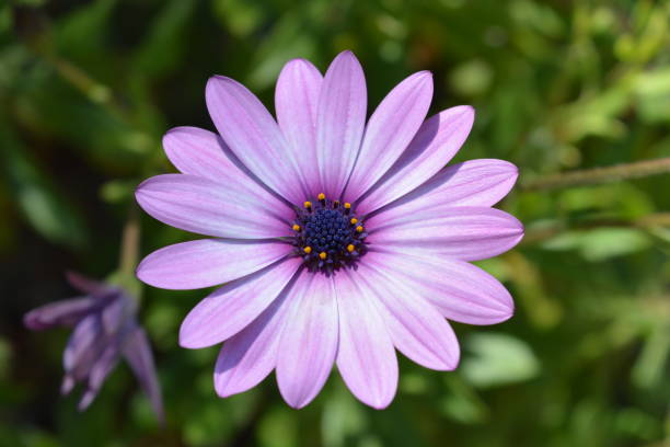 istock Osteospermum, also known as African or Cape daisy 2195544264