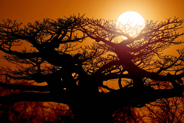 Baobab tree sunset with sun. Orange Madagascar landscape. Treetop with orange sunlight.