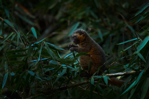 Eastern lesser grey bamboo lemur, Hapalemur griseus ranomafanensis, Ranomafana NP, wild monkey in the habitat. Rare endemic lemur from Madagascar in Africa. Nature wildlife.