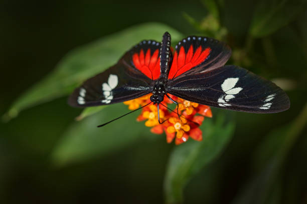 istock Heliconius doris, Doris longwing butterfly on the orange flower bloom in the forest habitat, Volcan Poas in Costa Rica. Black red longwing  on the green leave, nature wildlife. 2195544530