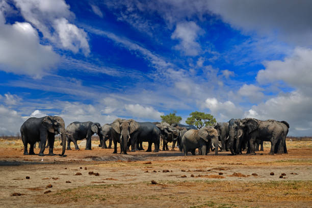istock Elepahnt herd group near the water hole, blue sky with clouds. African elephant, Savuti, Chobe NP in Botswana. Wildlife scene from nature, elephant in habitat, Africa. 2195545314
