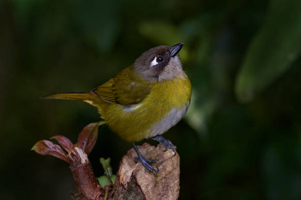 istock Common bush tanager, Chlorospingus flavopectus, sitting on the orange and green mossy branch. Wildlife in Costa Rica, mountain bird in the dark green forest, clear background. 2195545540