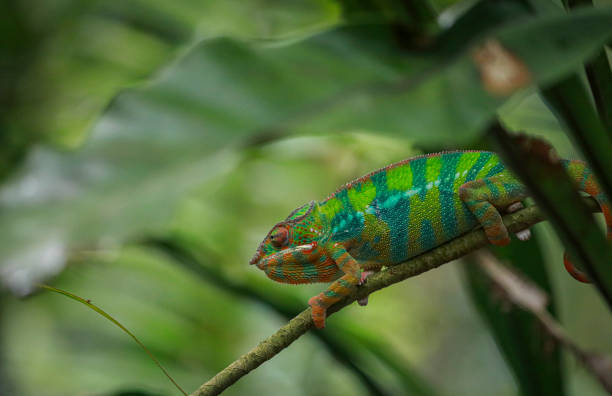 istock Portrait of a chameleon 2195546226