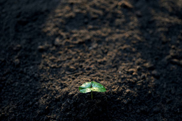 Small pumpkin sprout growing macro closeup