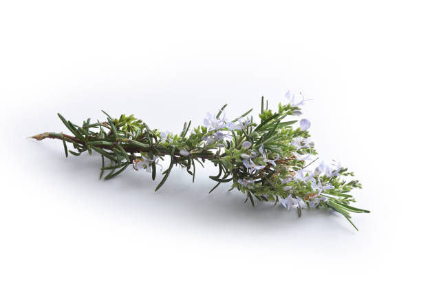 istock Sprig of flowering rosemary isolated on white table 2195546765