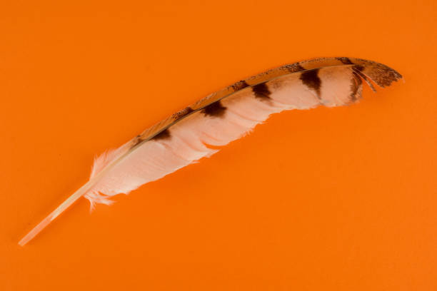 Close-up of feather plume Object on a White Background
