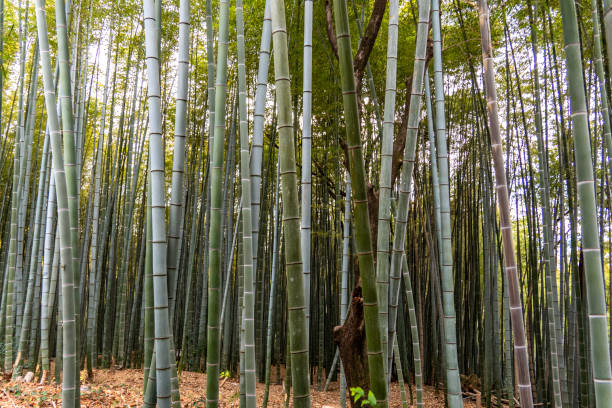istock a bamboo forest in Kyoto, Japan 2195548367