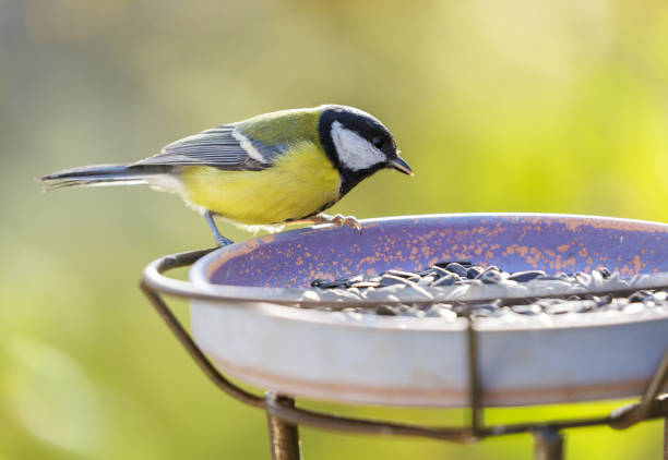 istock Bird feeding on a bird feeder with sunflower seeds. Great tit 2195548865