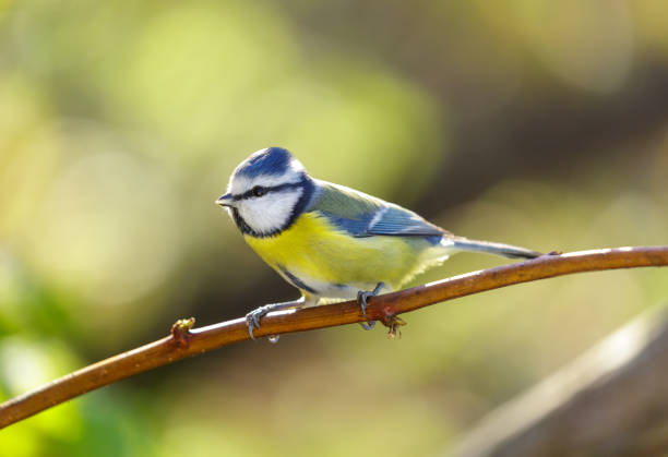 istock Little bird perching on a tree. Blue tit. Parus caeruleus 2195548867
