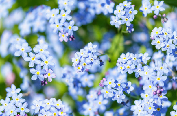 istock Forget-me-not flowers in a garden, top view. Spring flowers. 2195548896