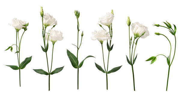 istock White Eustoma flowers with leaves and buds isolated on white background. 2195549525