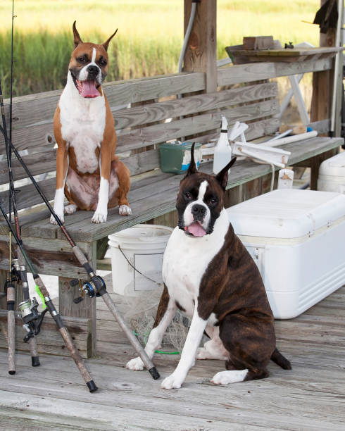 two boxers sitting on dock with fishing poles, crab net and coolers; fishing time; fishing dogs