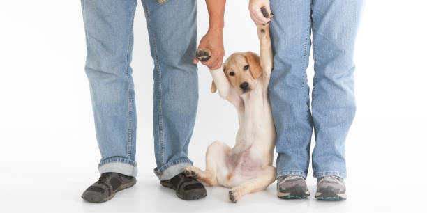 istock two humans holding up yellow lab puppy in studio 2195549927