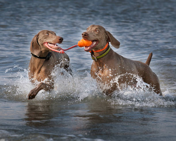 two Weimaraners running in ocean playing tug with orange kong toy; happy dogs splashing in ocean