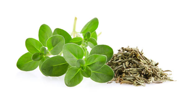 istock Dried thyme with fresh leaves thyme on white background 2195550066