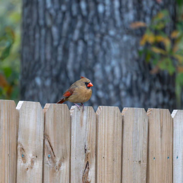 istock Female Northern Cardinal perched on a fence in a backyard. 2195551153