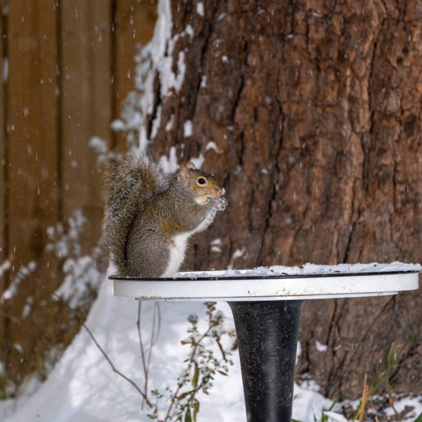 istock Gray Squirrel eating nuts and seeds at a feeder in the snow 2195551186