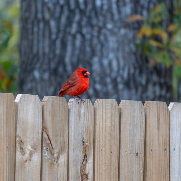 istock Northern Cardinal perched on a fence in a backyard. 2195551187