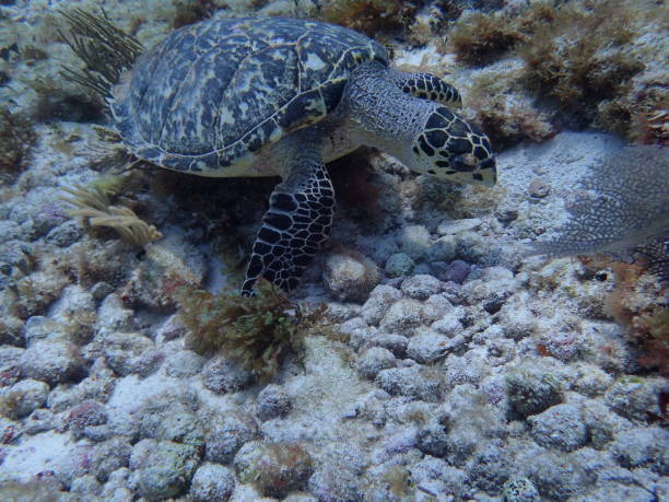 istock Hawksbill Turtle in its Natural Habitat 2195551413