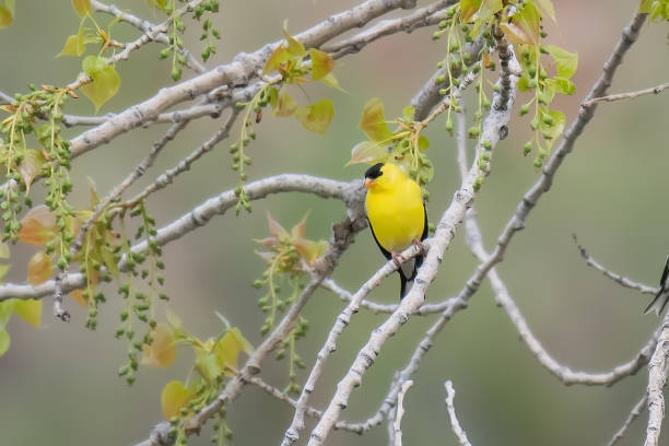 istock American goldfinch male 2195551986