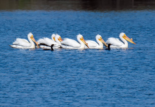 istock American white pelicans swimming with two cormorants 2195552016