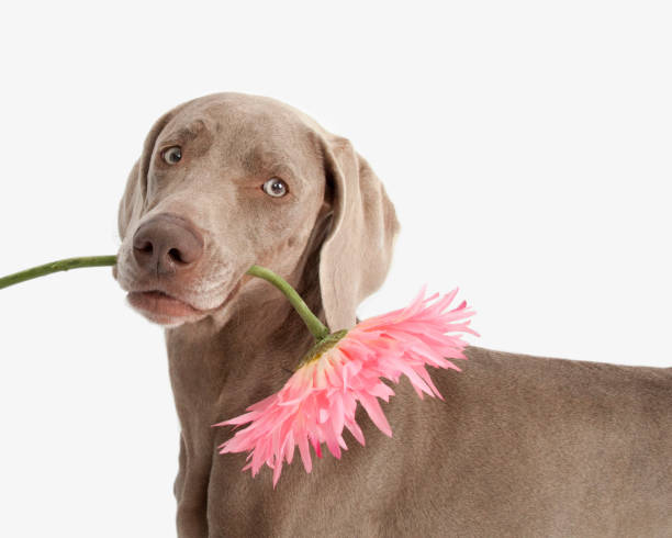istock Weimaraner holding flower in mouth 2195556021
