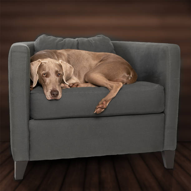istock Weimaraner laying in chair 2195556107