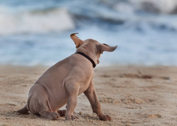 Weimaraner puppy wearing black collar on beach; dog looking to ocean with ears blowing in the wind