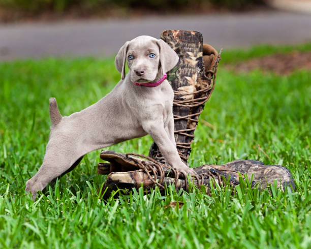 Weimaraner puppy wearing pink collar standing on hunting boot with other boot behind dog on bright green grass