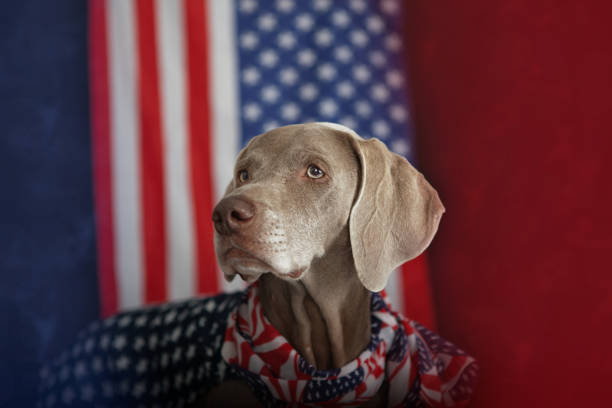 istock Weimaraner with american spirit 2195557085