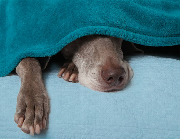 Weimaraner on isolated background covered in blanket; dog napping; dog under blanket except for note and paws