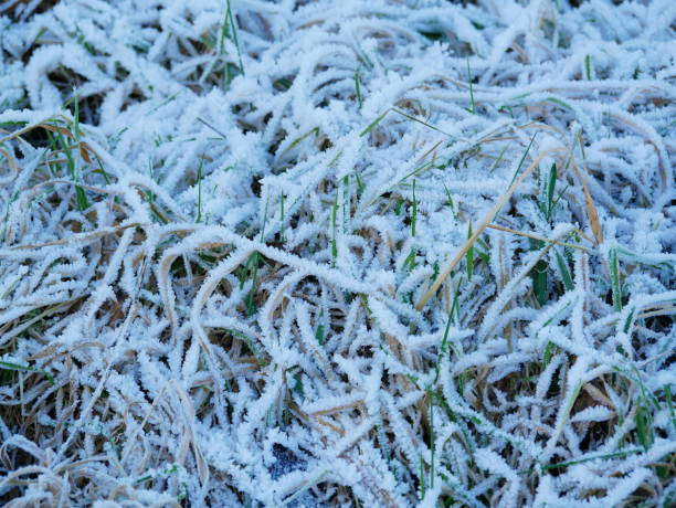 istock Hoarfrost coats plants with ice crystals 2195559083