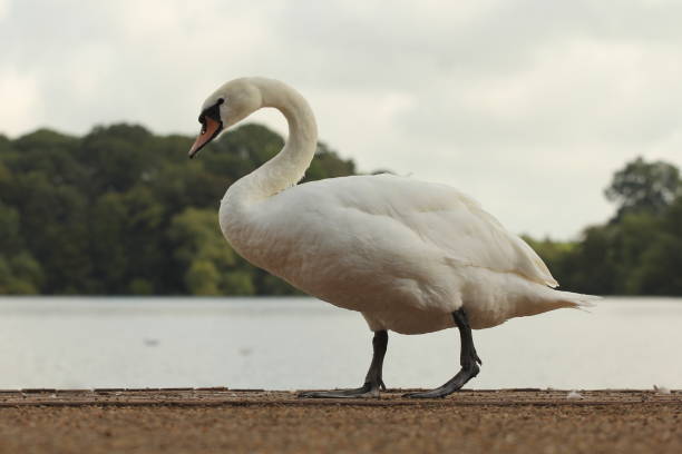 Single mute swan standing on manmade shoreline of lake