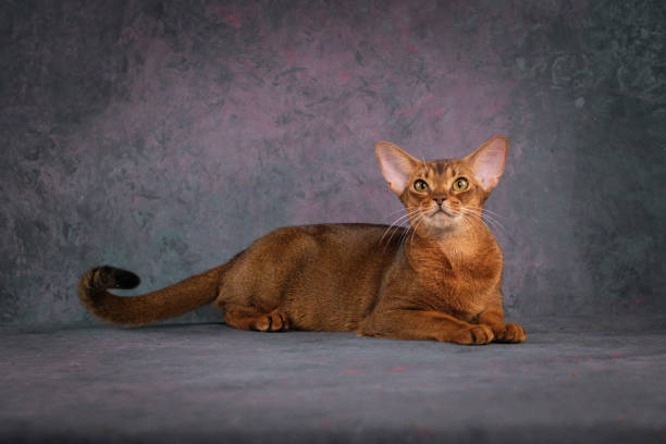 istock A large red Abyssinian cat lies on a beautiful background. 2195559925
